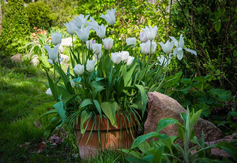 PLANT TULIPANLØK I KRUKKE