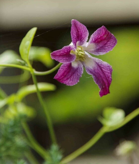 KLEMATIS
