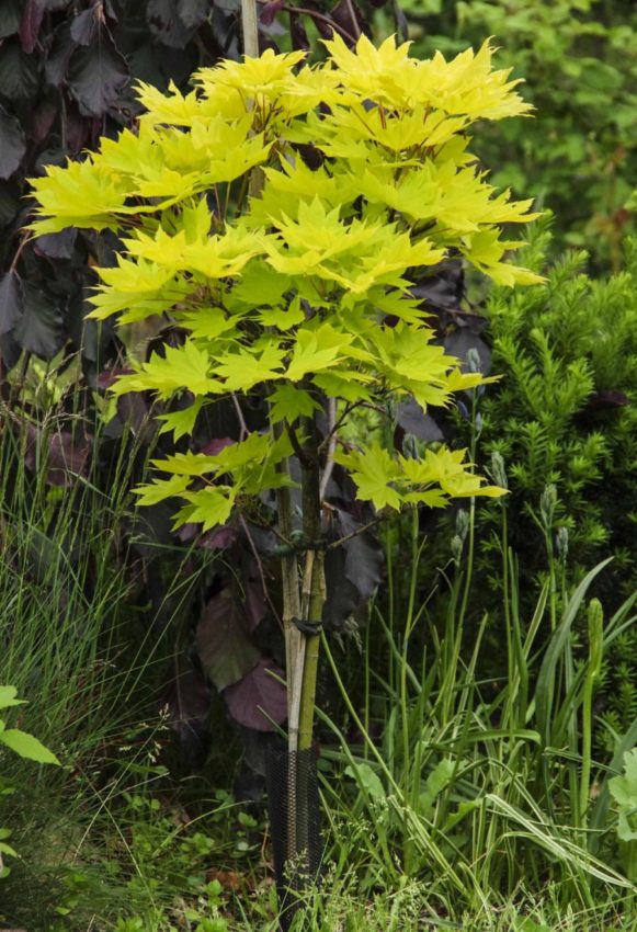 Acer shirasawanum 'Aureum'._