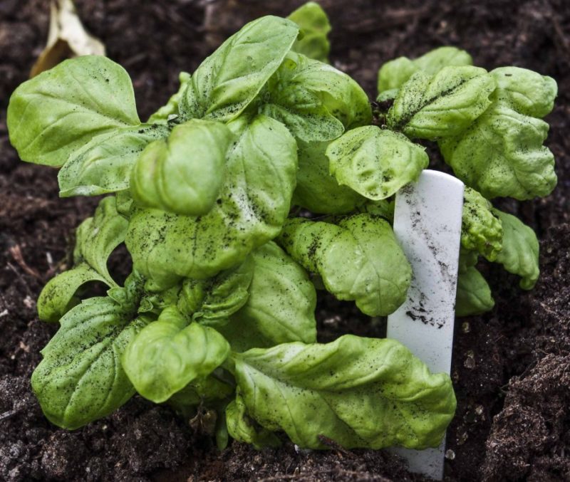 Baslikum (Basil Genovese20_
