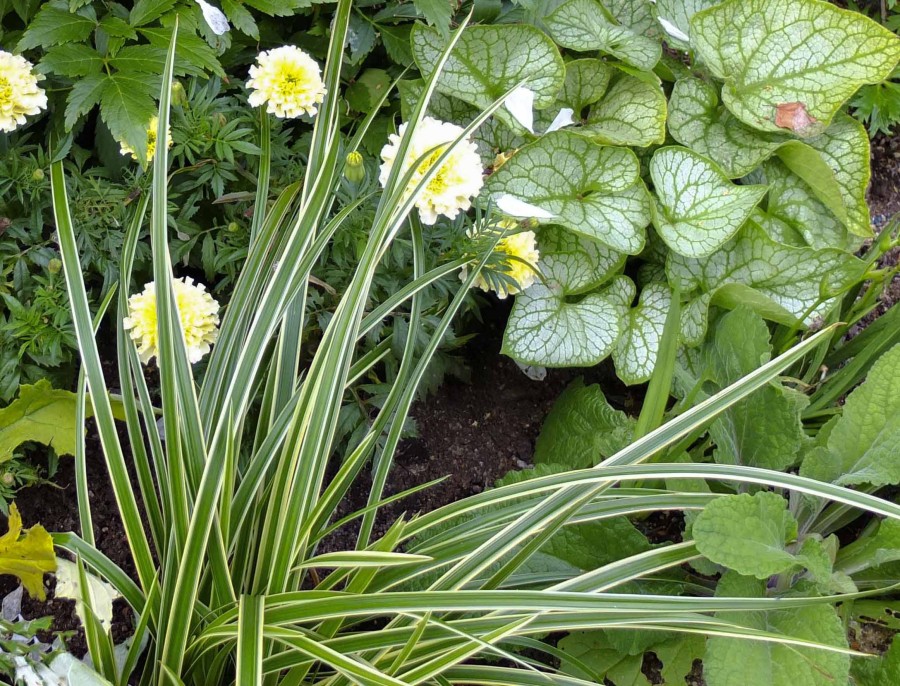 Carex morrowii Ice Dance24_