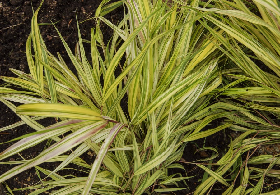 Hakonechloa macra Aureola23_