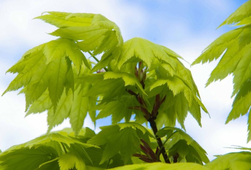 Acer shirasawanum 'Aureum', "Måneskinnslønn"20_