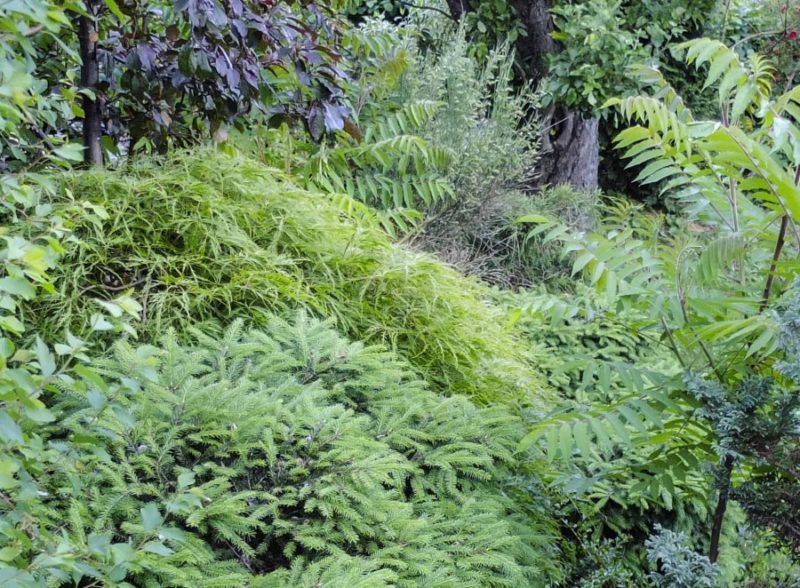 Acer palmatum dissectum24_