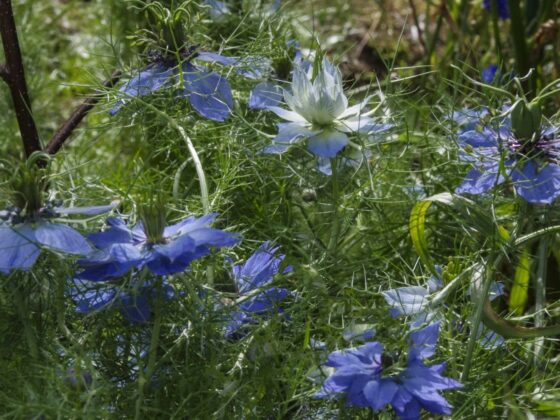 NIGELLA, JOMFRUEN I DET GRØNNE