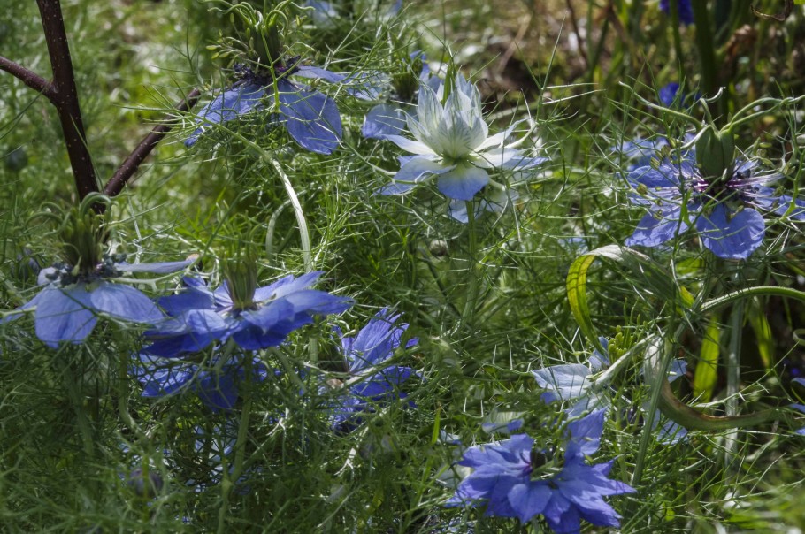 NIGELLA, JOMFRUEN I DET GRØNNE