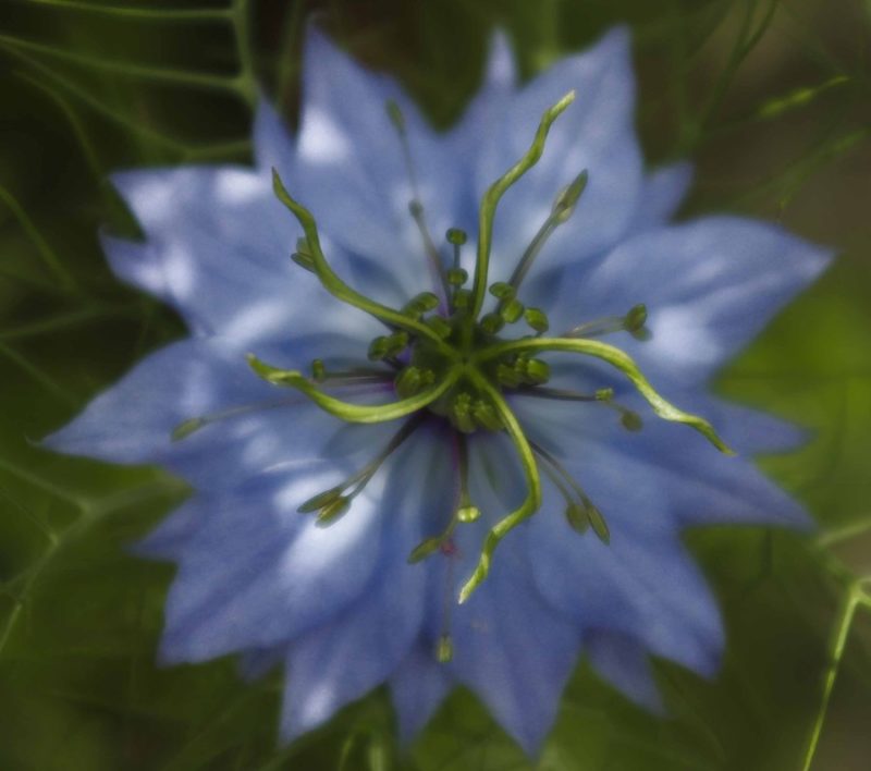 Torking av Nigella25_