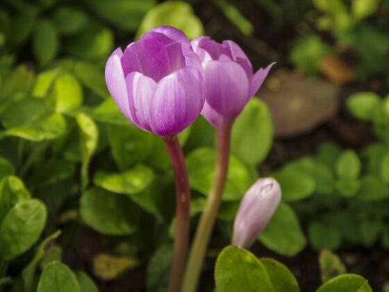 HVOR KAN DU PLANTE HØSTLØK