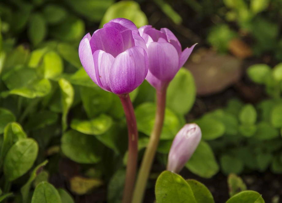 HVOR KAN DU PLANTE HØSTLØK