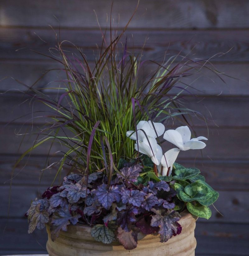 Cyclamen, prydgress og Heuchera. hoestkrukke_med_cyclamen20_