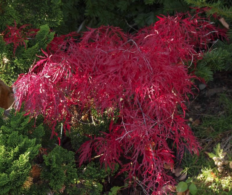 "Dissectum Atropurpureum"20_