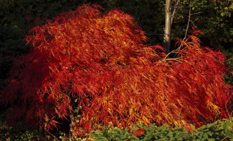 Acer palmatum dissectum22_