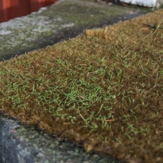 HVA GJØR SOMMERFUGLENE OM VINTEREN?