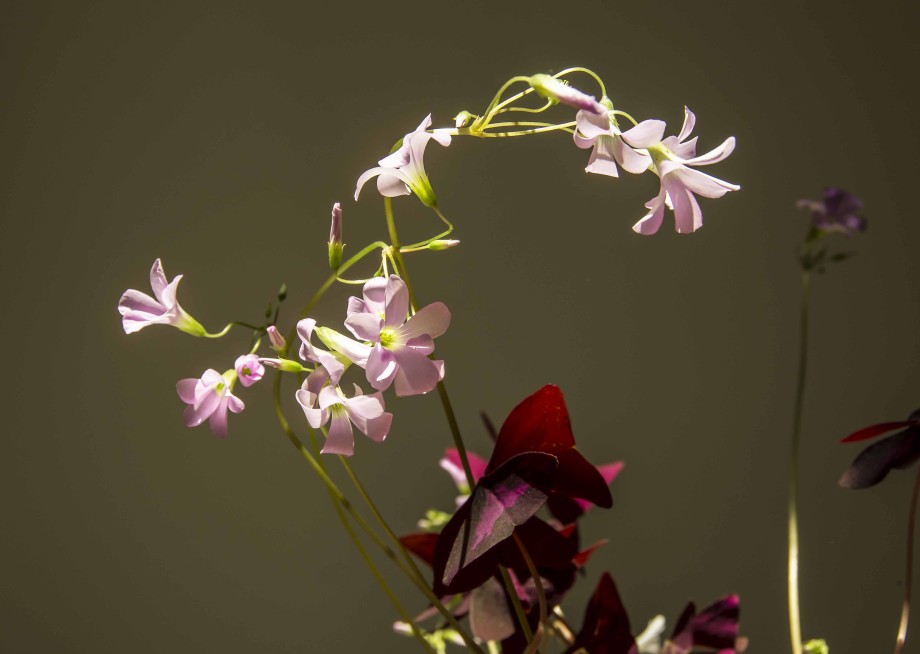 OXALIS