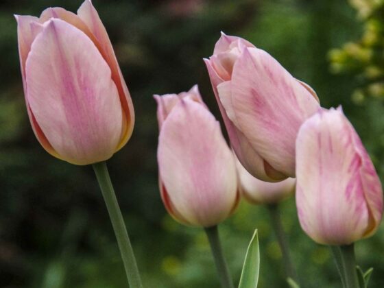 LØK OG KNOLLER EGNET TIL SNITTBLOMSTER