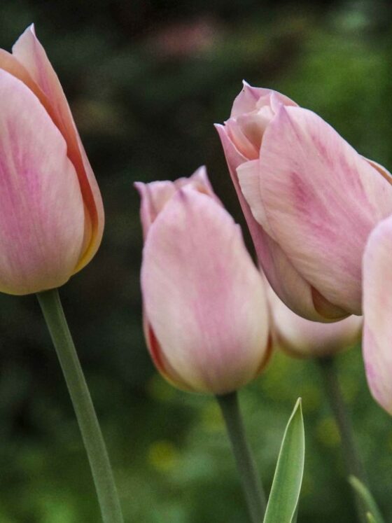 LØK OG KNOLLER EGNET TIL SNITTBLOMSTER
