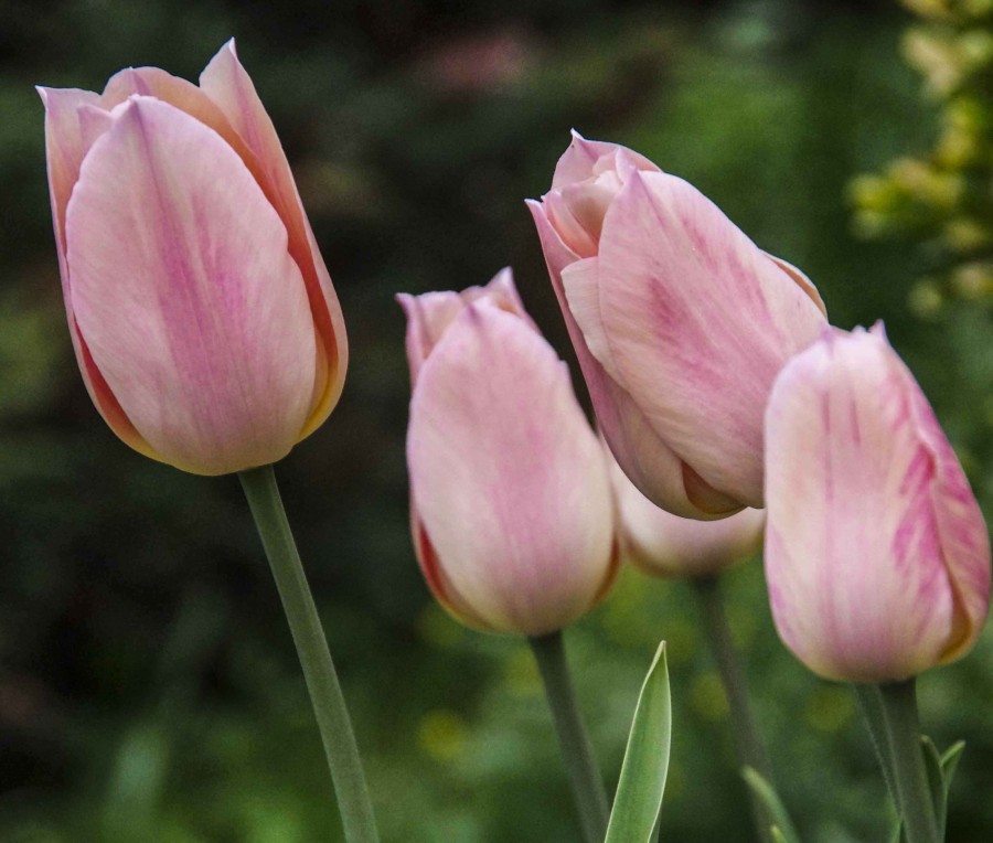 LØK OG KNOLLER EGNET TIL SNITTBLOMSTER