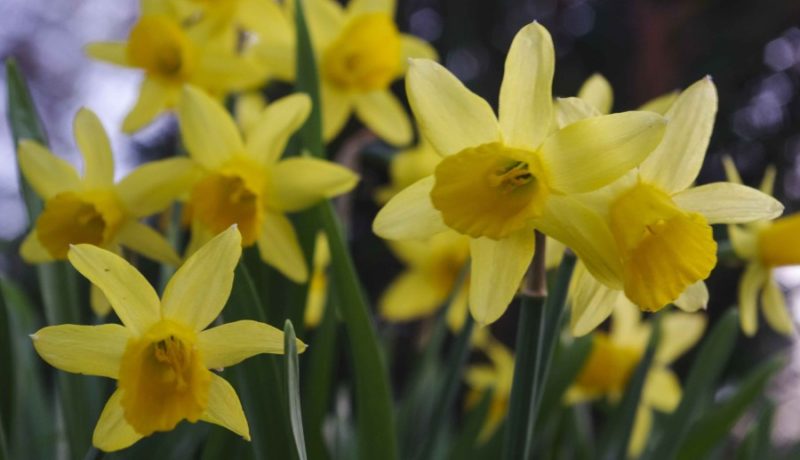 snittblomster_loek_20_