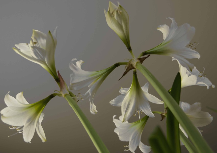 STELLE AMARYLLIS28_