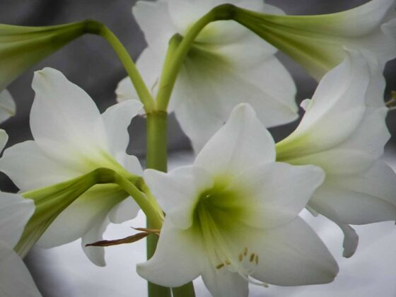 STELL AV AMARYLLIS