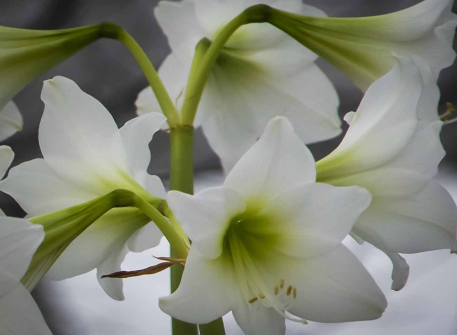 STELL AV AMARYLLIS