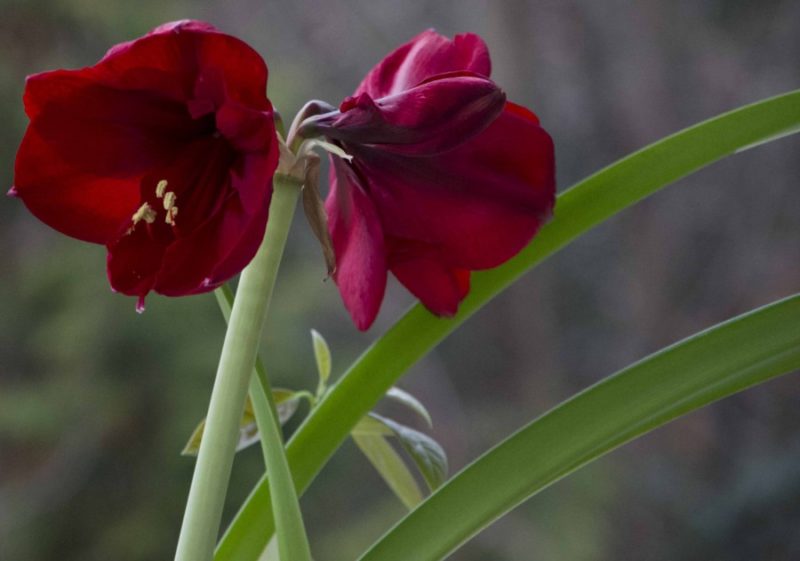 STELLE AMARYLLIS23_