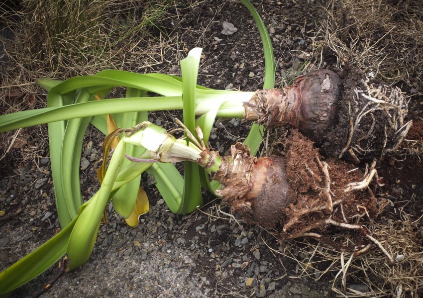 STELLE AMARYLLIS21_