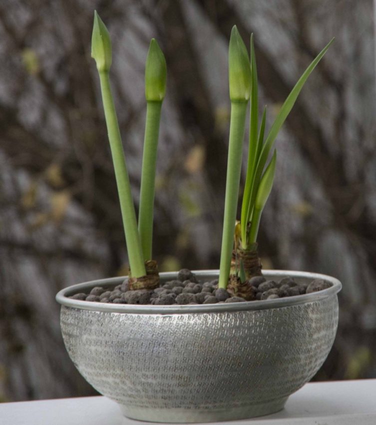 STELLE AMARYLLIS26_