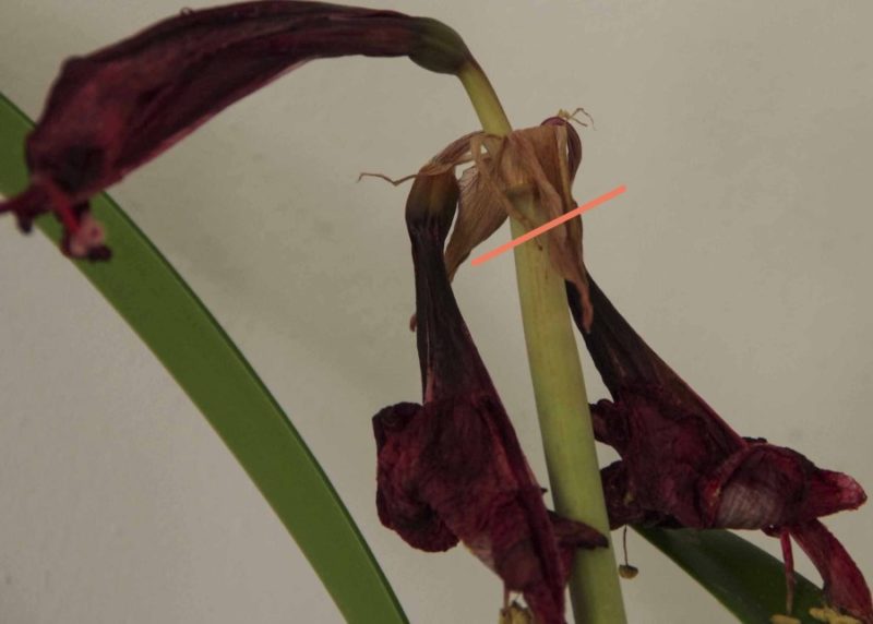 STELLE AMARYLLIS25_