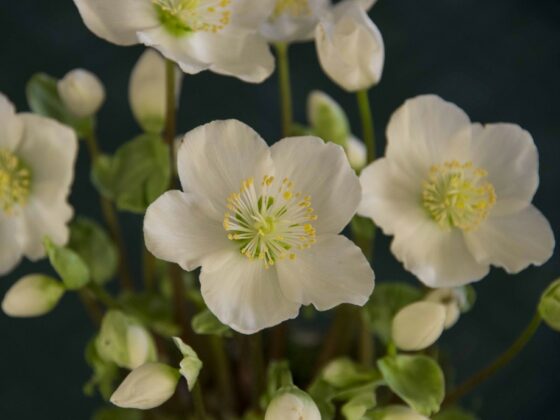JULEROSE
