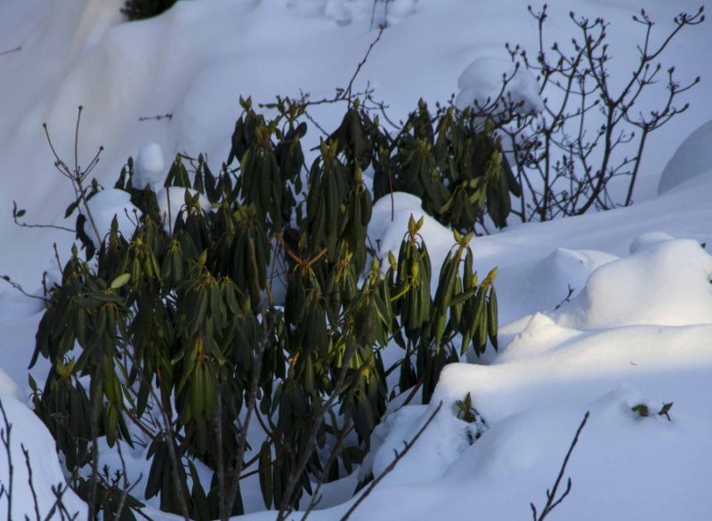 Februarjobber i hagen26_