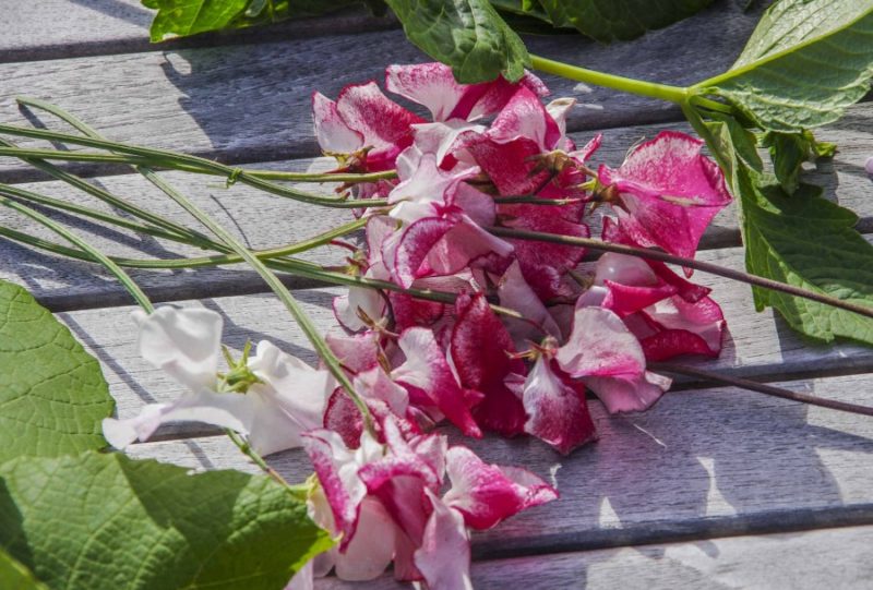 Februarjobber i hagen24_