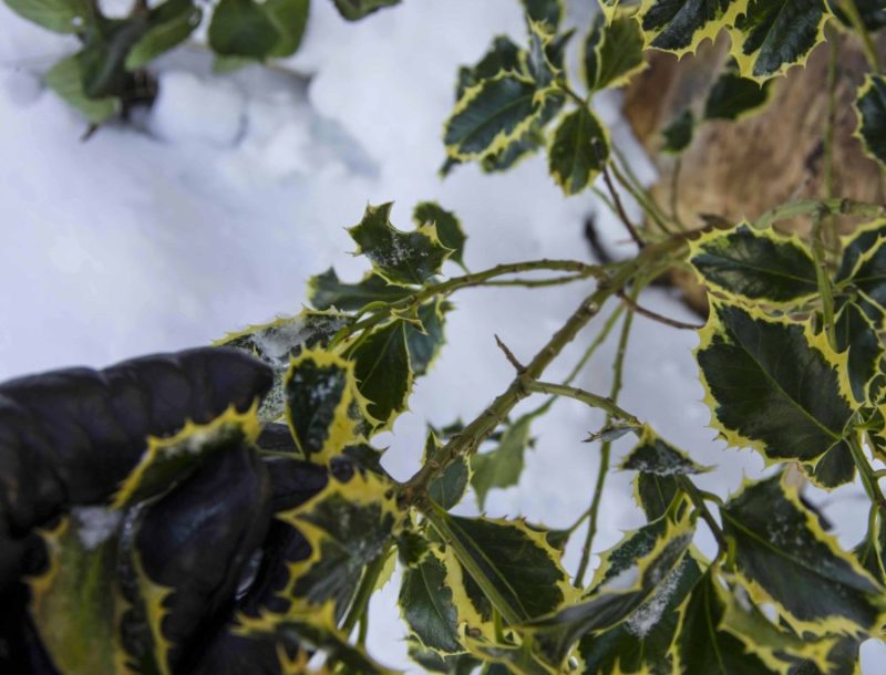 Februarjobber i hagen25_