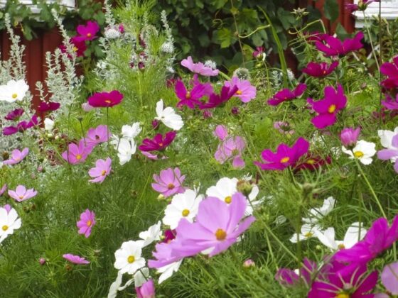 ETTÅRIGE BLOMSTERPLANTER SOM TRENGER KORT FORKULTIVERING
