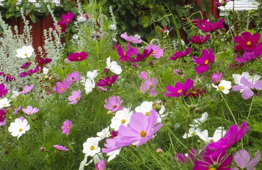ETTÅRIGE BLOMSTERPLANTER SOM TRENGER KORT FORKULTIVERING