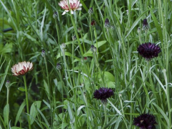 ETTÅRIGE SOMMERBLOMSTER SOM KAN SÅES DIREKTE PÅ VOKSEPLASSEN