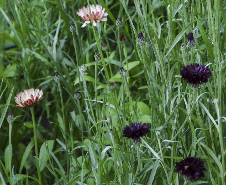 ETTÅRIGE SOMMERBLOMSTER SOM KAN SÅES DIREKTE PÅ VOKSEPLASSEN