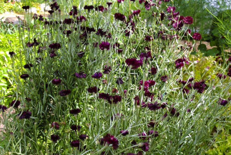 Ettarige sommerplanter21_