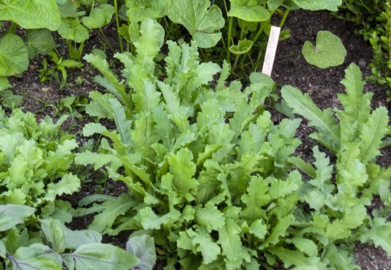 Ettarige sommerplanter20_