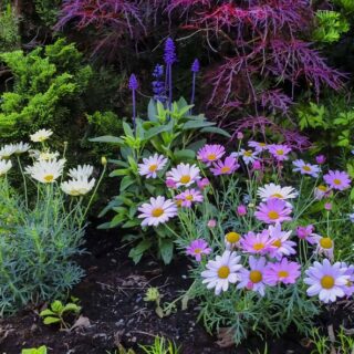 PLANTEFORSLAG FOR ENKELT BED MED SOMMERBLOMSTER