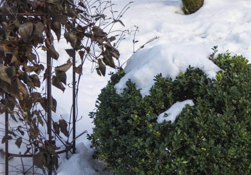 Frost i hagen23_