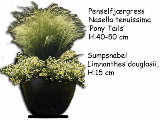 EN KRUKKE DU KAN SÅ PLANTER TIL I FEBRUAR