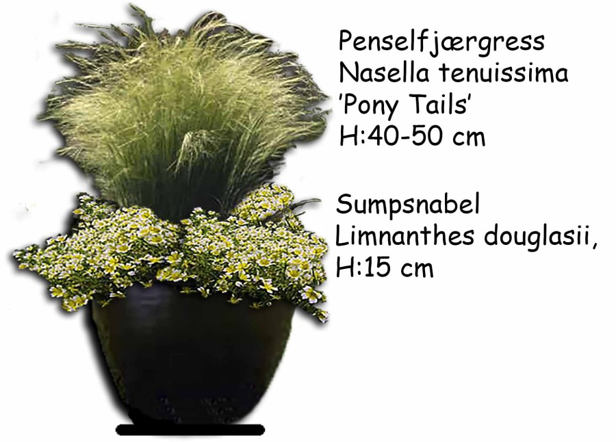 EN KRUKKE DU KAN SÅ PLANTER TIL I FEBRUAR