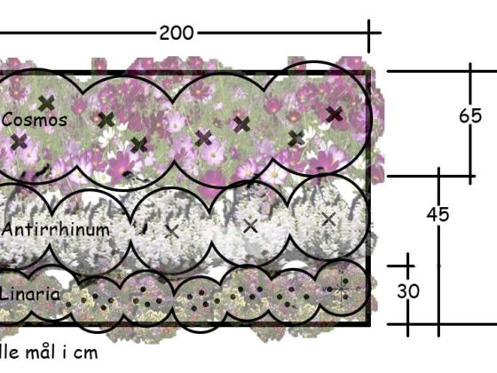 PLANTEFORSLAG FOR ENKELT BED MED SOMMERBLOMSTER