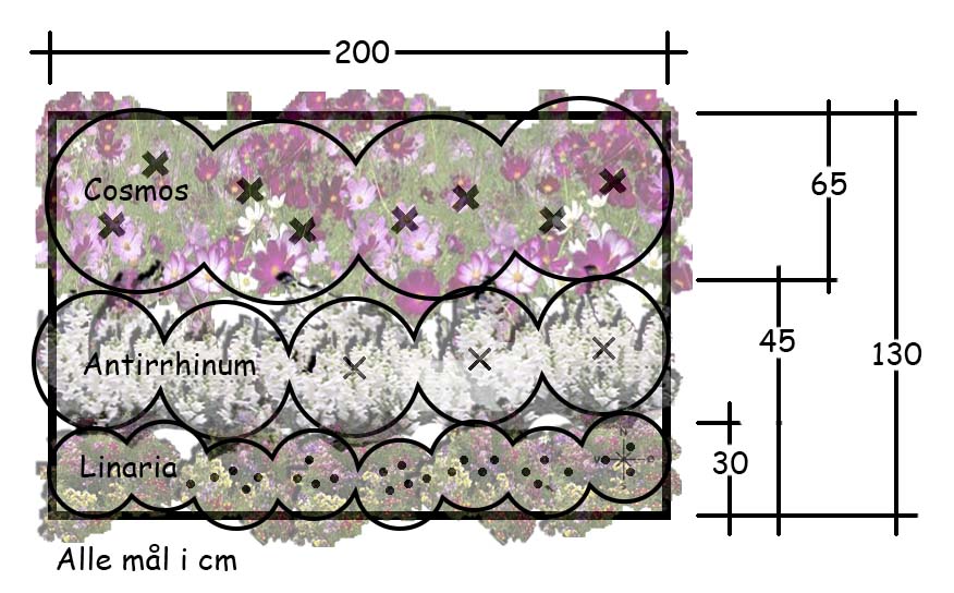 PLANTEFORSLAG FOR ENKELT BED MED SOMMERBLOMSTER
