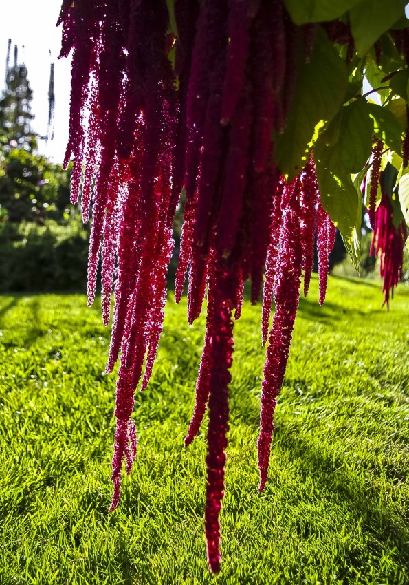 Reveramaranthus eller "Love lies bleeding" på engelsk.