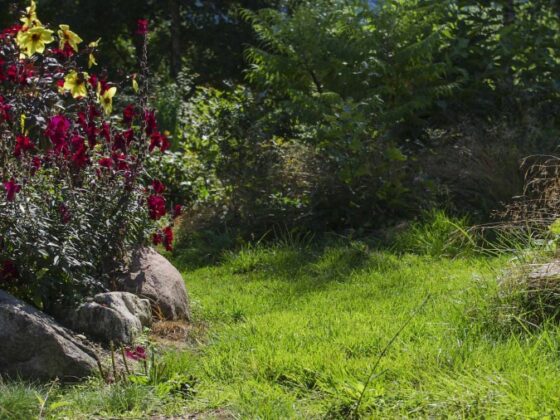 NÅR SKAL DU SÅ ETTÅRIGE SOMMERBLOMSTER?