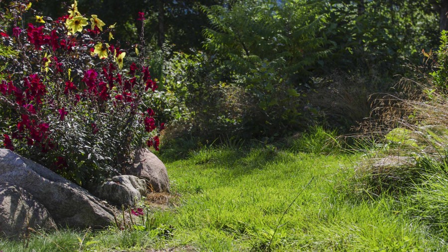 NÅR SKAL DU SÅ ETTÅRIGE SOMMERBLOMSTER?