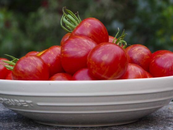 HVILKE TOMATFRØ SKAL DU VELGE?