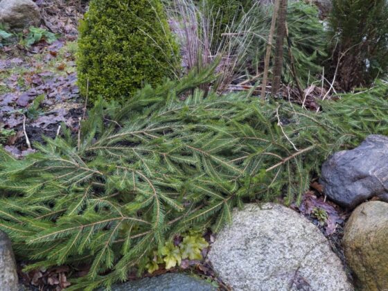 NÅ MÅ DU DEKKE DE SARTESTE PLANTENE!
